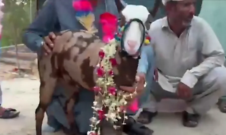 خریدار 18 لاکھ کی بکری لینے بارات لے کر پہنچ گیا، ڈھول اور بھنگڑوں کے ساتھ رخصتی
