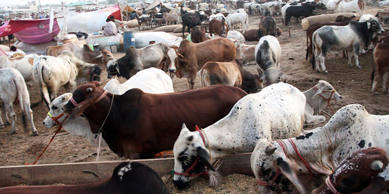 Thousands of US cattle buried, dumped at Kansas landfill