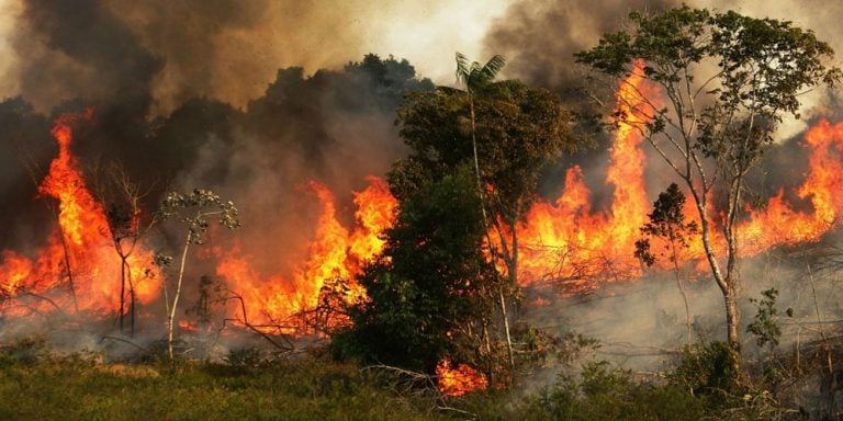 Parts of the Amazon rain forest are on fire