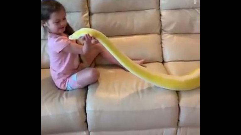 Young girl keeps pet pythons