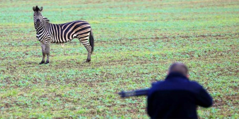 Germany: Zebra shot dead after escaping circus