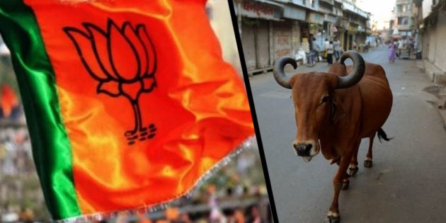 India: BJP leader demands Cow Census