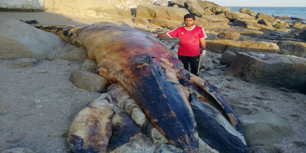 Whale found dead at Baluchistan coast