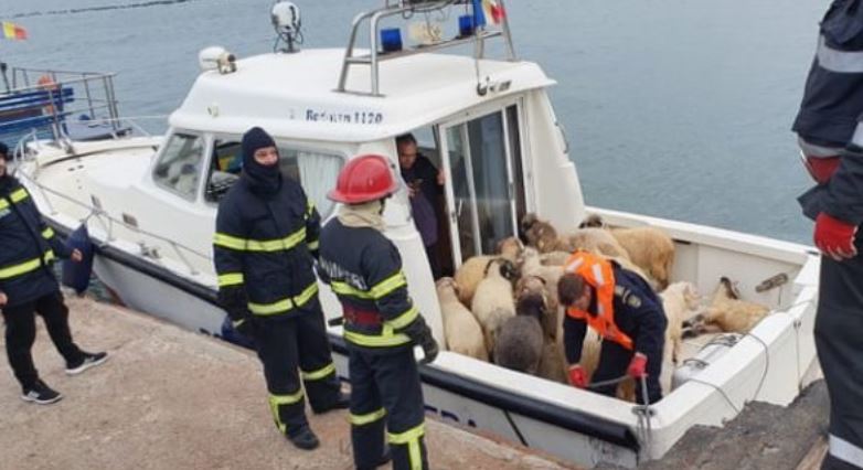 14,600 sheep drowned as cargo ship flips over in Black Sea