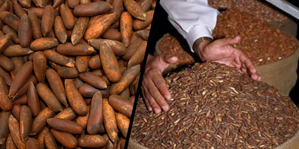 Chilgozay prices ascend to Rs7,500 per kilo