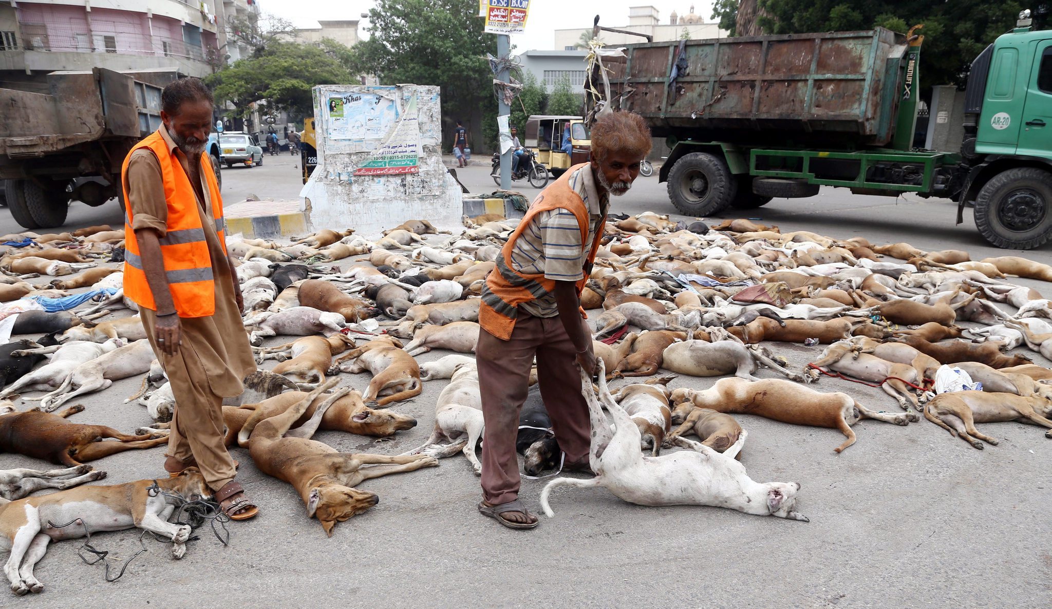 Sindh govt decides to vaccinate dogs instead of humans