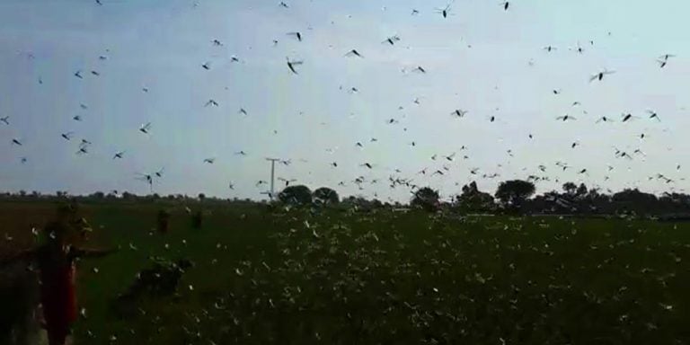 Locusts continue to devastate crops across Sindh