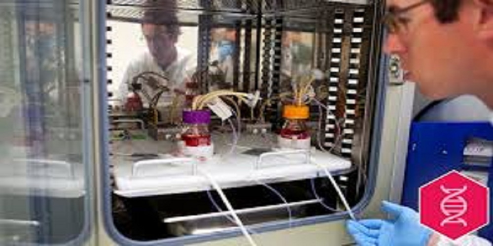 Mini-liver created by 3-D bio printing