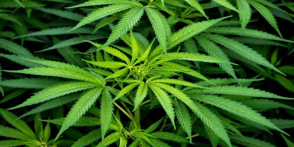 Zambia decided to allow cultivation of cannabis