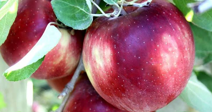 Cosmic Crisp apples can stay fresh for a whole year