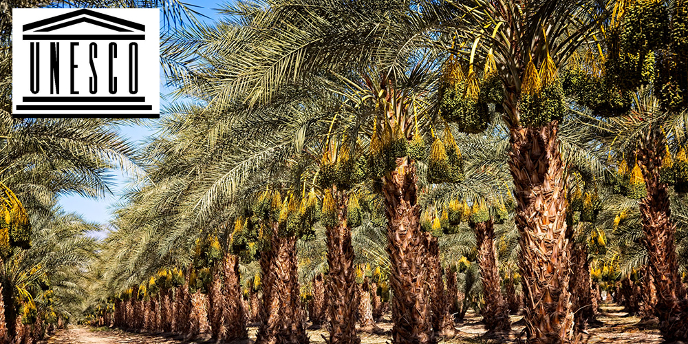 UNESCO added date palm in heritage list