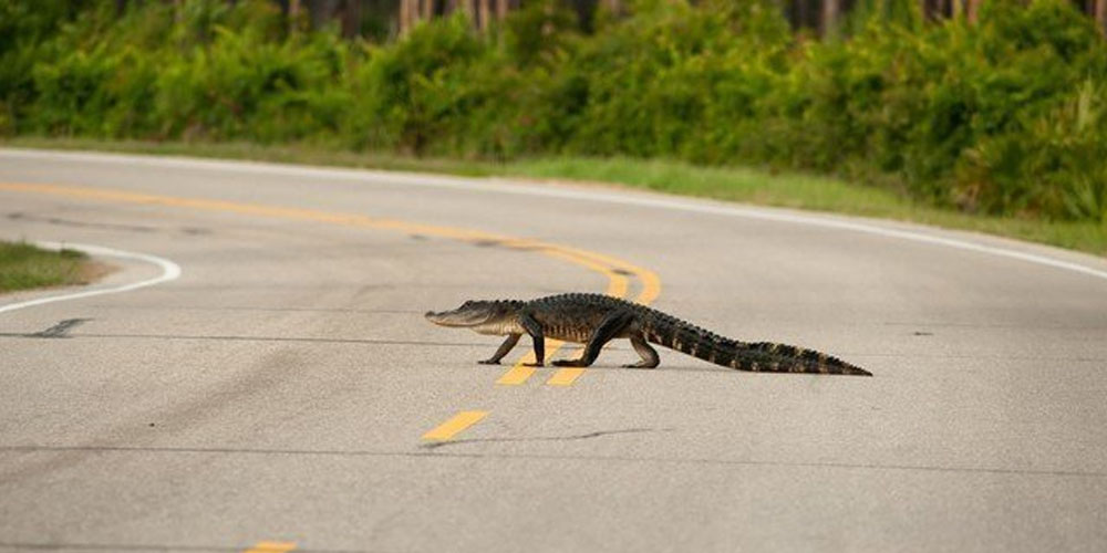 An alligator crosses the road, video went viral