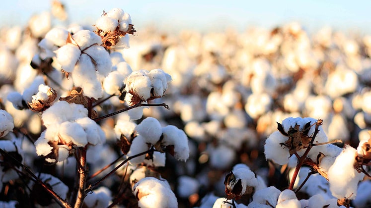 Cabinet approves Rs800/maund raise in cotton support price