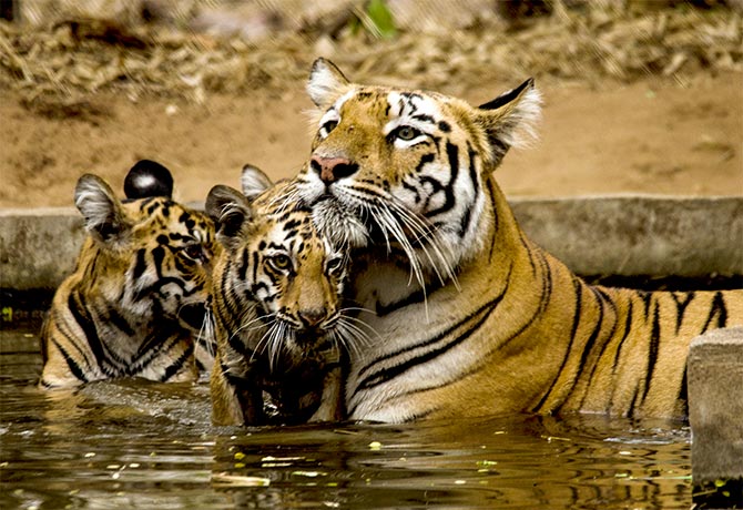 Rare video of tigress with her two cubs goes viral on Twitter