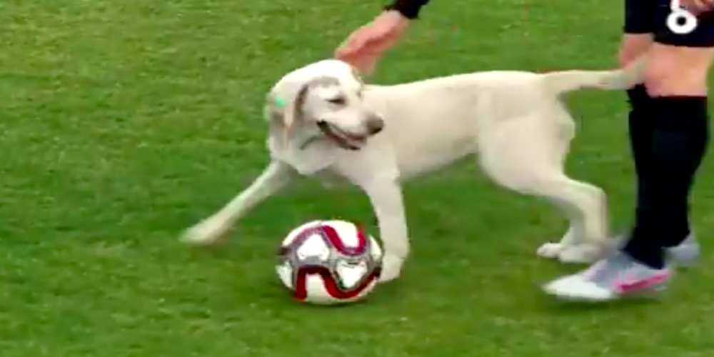 Watch: Stray Dog attempts Free Kick in a football match