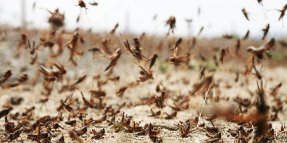 61 districts across the country are under attack from locusts