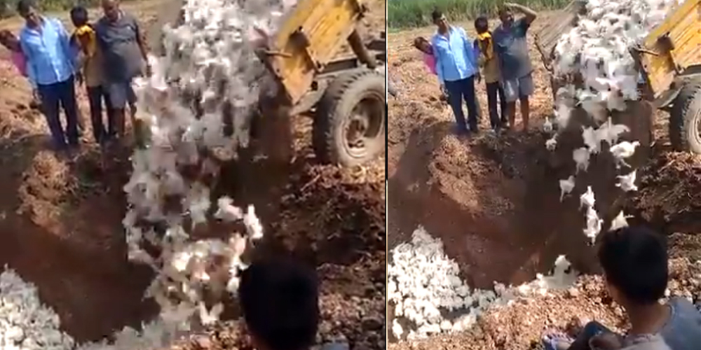 Indian Farmer buries 6,000 chickens alive amid fear of #COVID19