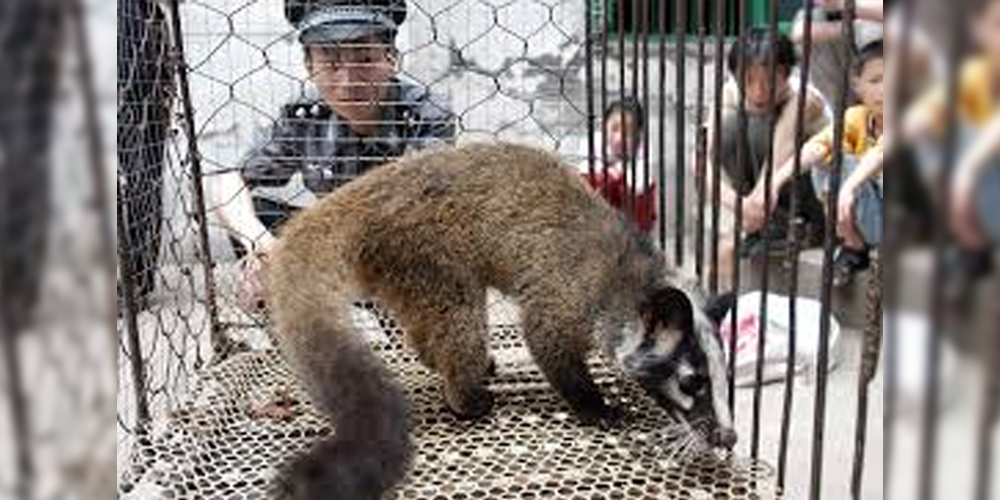 Coronavirus: Beijing bans trading, eating wild animals