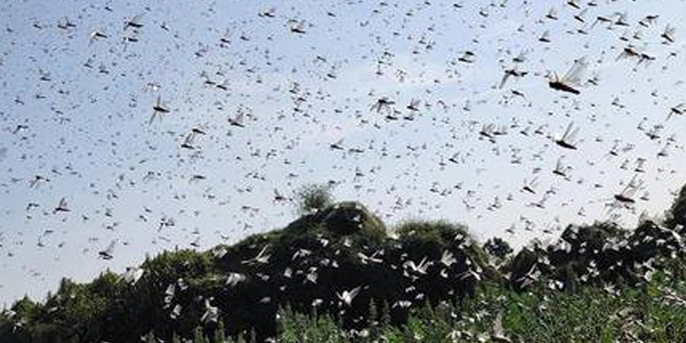 Locusts ravage standing crop in Sakrand, Sindh