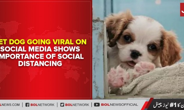 Pet dog going viral on social media shows importance of social distancing