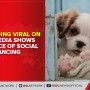 Pet dog going viral on social media shows importance of social distancing