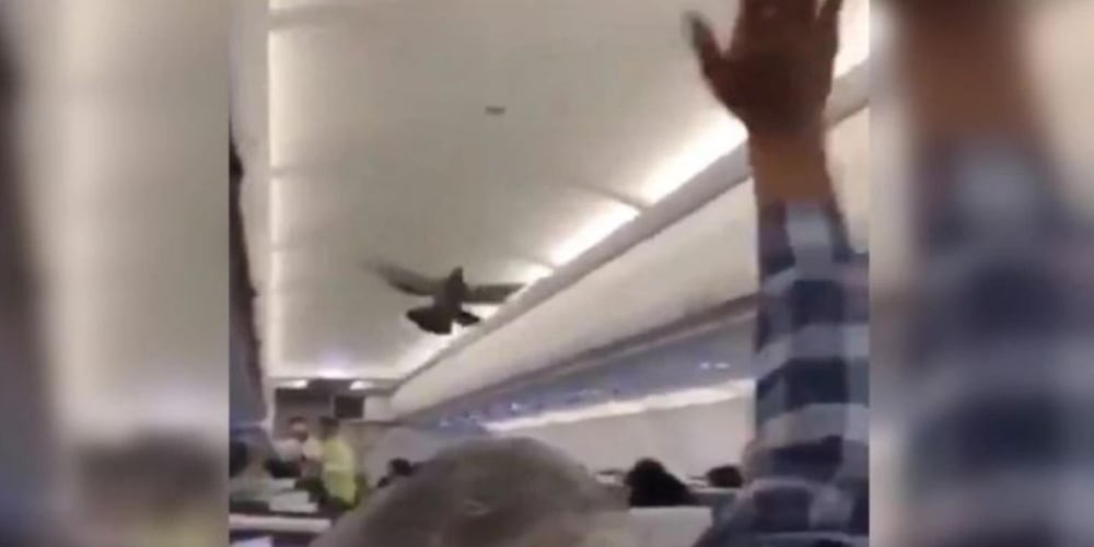 Pigeon flying inside Indian GoAirline prompted hilarious reactions on social media