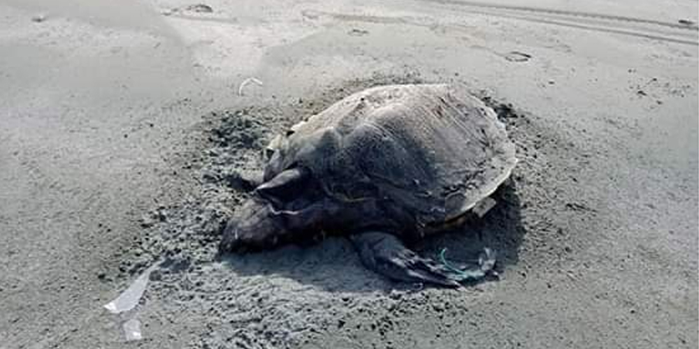 Turtles on Makran beaches are facing endangerment