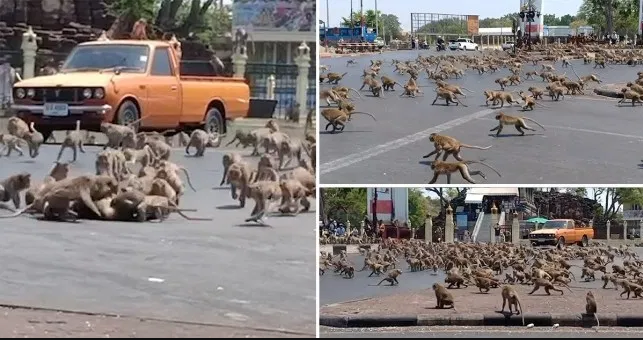Monkeys swarm across Thai streets for food amid slow tourism