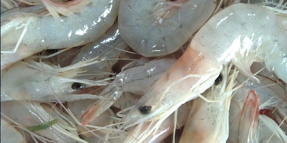 Shrimps in Arabian sea near to distinction due to use of prohibited trawl nets