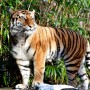 Eight big cats test positive for coronavirus in New York Zoo