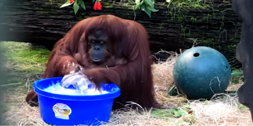 Orangutan sets example of washing hands like a pro