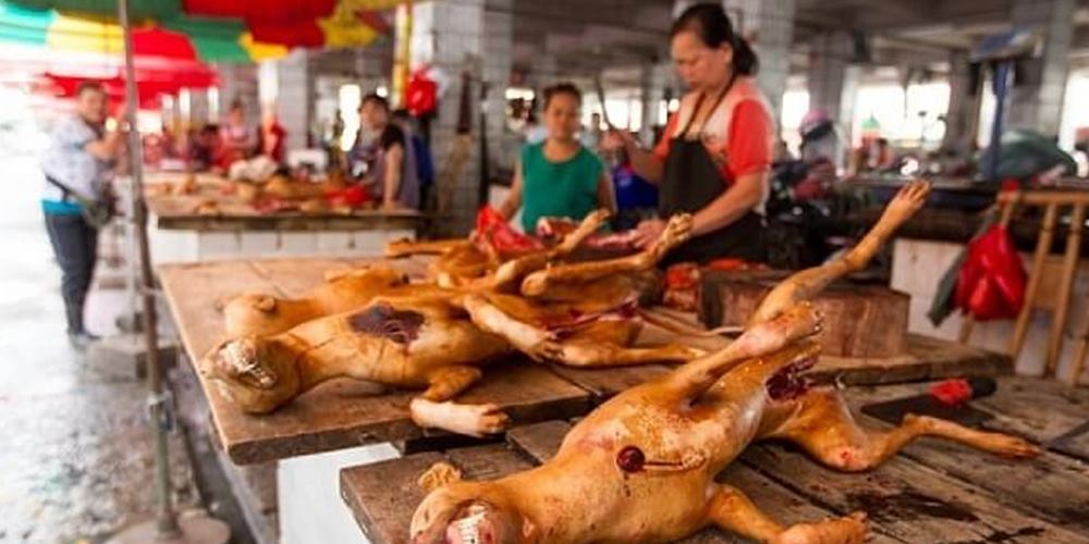 China’s Shenzhen city bans eating cats and dogs after coronavirus