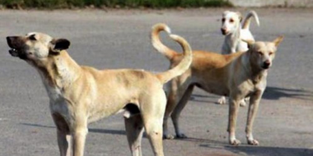 Sindh Leads Record Surge In Dog Bite Incidents