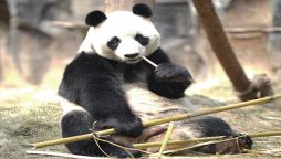 Pandas return to China after facing shortage of food due to coronavirus