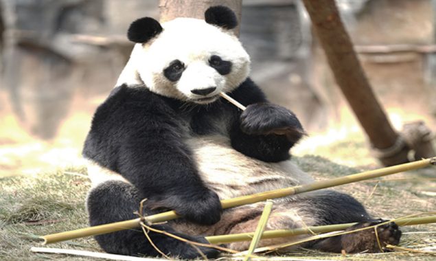 Pandas return to China after facing shortage of food due to coronavirus