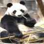 Pandas return to China after facing shortage of food due to coronavirus