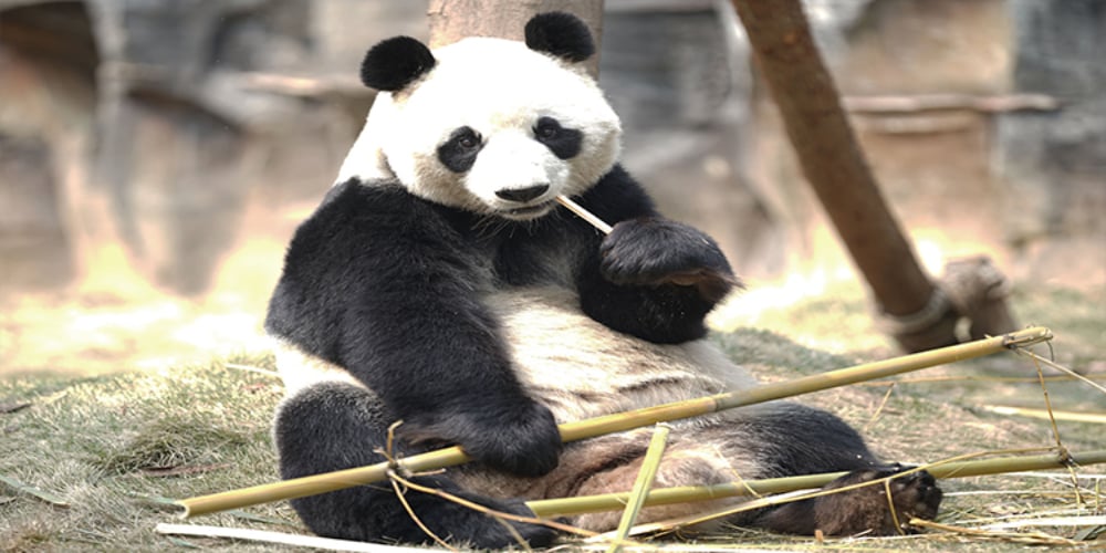 Pandas return to China after facing shortage of food due to coronavirus