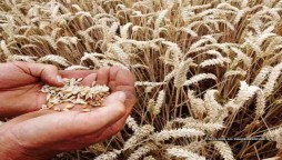 'Wheat Production Target Remains Unachieved In Country'