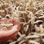 Ukraine struggles to export grain after ports seized; looks up to Romania