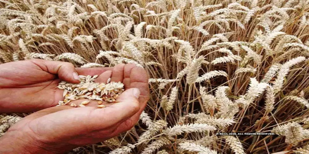 'Wheat Production Target Remains Unachieved In Country'