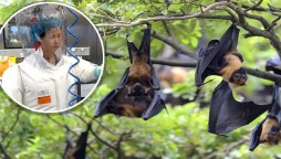 Missing 'Bat woman' appears on TV, warns against COVID-19