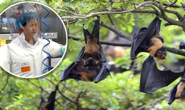 Missing ‘Bat woman’ appears on TV, warns against COVID-19