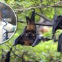 Missing ‘Bat woman’ appears on TV, warns against COVID-19