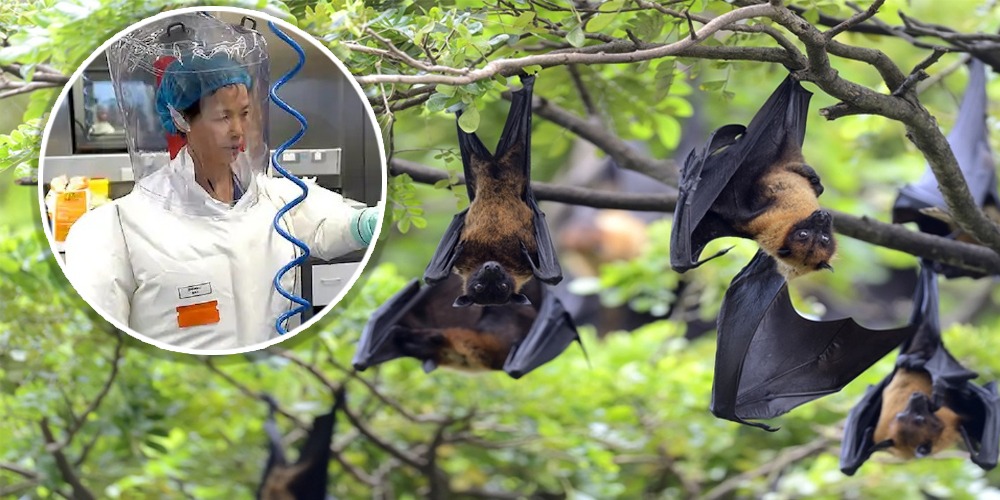 Missing 'Bat woman' appears on TV, warns against COVID-19