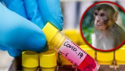 India: Monkeys snatch blood samples of Coronavirus patients from lab technicians