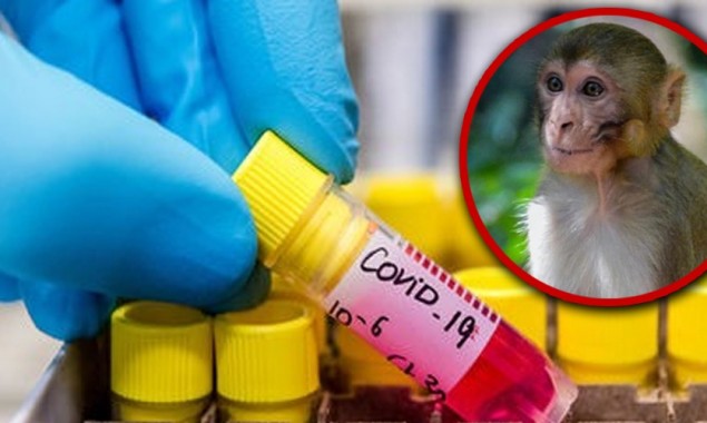 India: Monkeys snatch blood samples of Coronavirus patients from lab technicians