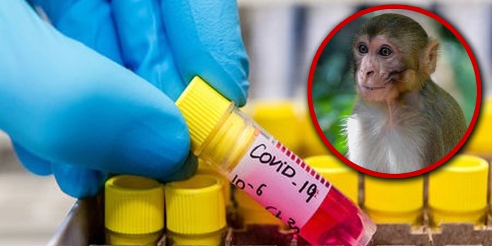 India: Monkeys snatch blood samples of Coronavirus patients from lab technicians