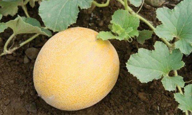 Farmers face struggle to harvest, sell Melon crops due to lockdown