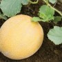 Farmers face struggle to harvest, sell Melon crops due to lockdown