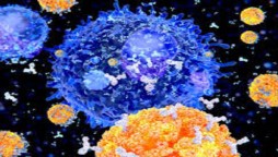 Study says even mild illness can boost immunity in coronavirus patients